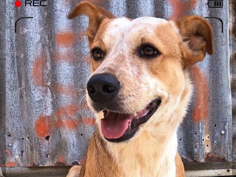 En la imagen, Leah, quien está en búsqueda también de un hogar.