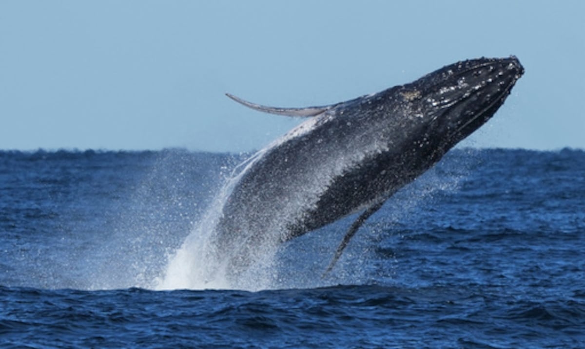 Ballenas jorobadas se recuperan tras prohibición de caza, pero enfrentan nuevas amenazas