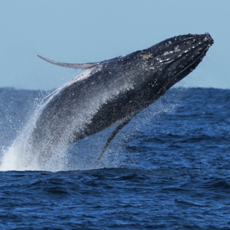 Siete de las 14 especies de grandes ballenas están clasificadas como en peligro o vulnerables por la Unión Internacional para la Conservación de la Naturaleza.