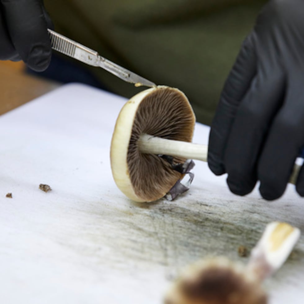 La FDA comunicó que había concedido vales de revisión prioritaria a dos empresas que estudiaban la psilocibina -el principio activo de los hongos mágicas