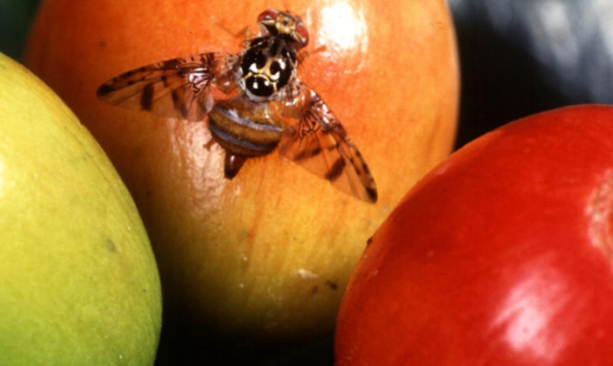 Departamento de Agricultura activa protocolo tras detectar dos ejemplares de la mosca del Mediterráneo en San Juan