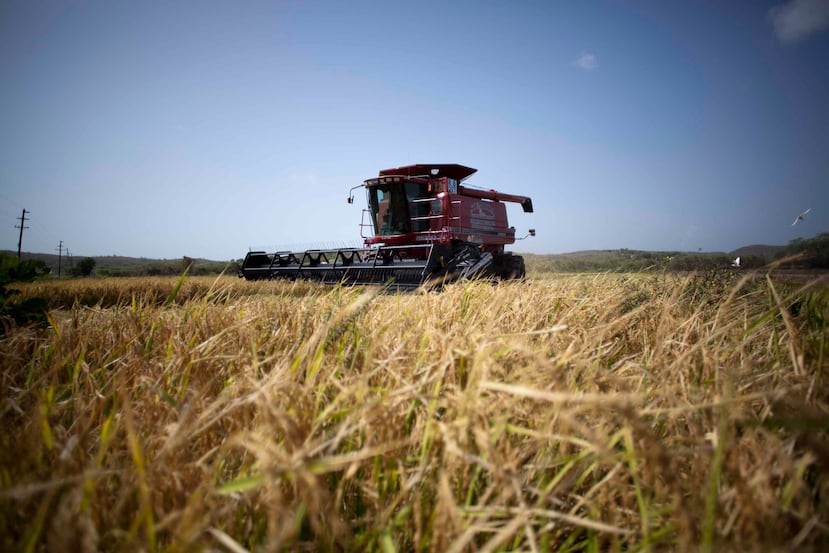 El Programa Comedores Escolares importaba el arroz que consumían los 390,000 estudiantes de escuelas públicas, pero luego de la siembra de arroz integral en el país, optaron por entregar este producto solo a los estudiantes. (Archivo / GFR Media)