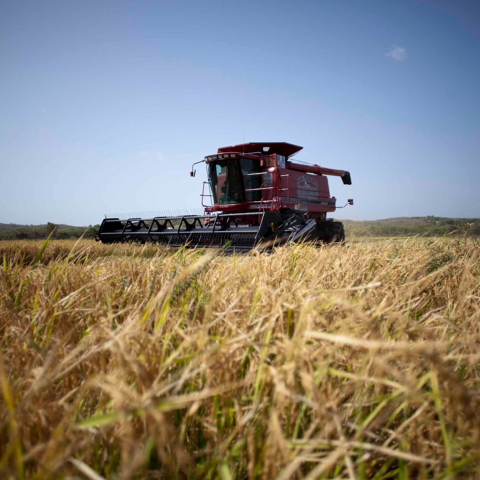 El Departamento de Agricultura de Puerto Rico no tiene una participación directa, ni autoridad regulatoria, en el proceso de importación del arroz a la isla.