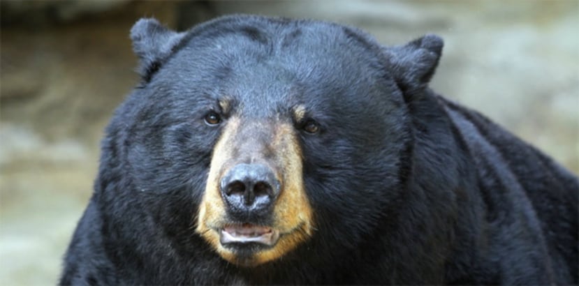 Esta es la segunda ocasión este año en que alguien es atacado por un oso negro mientras duerme al raso en Idaho.