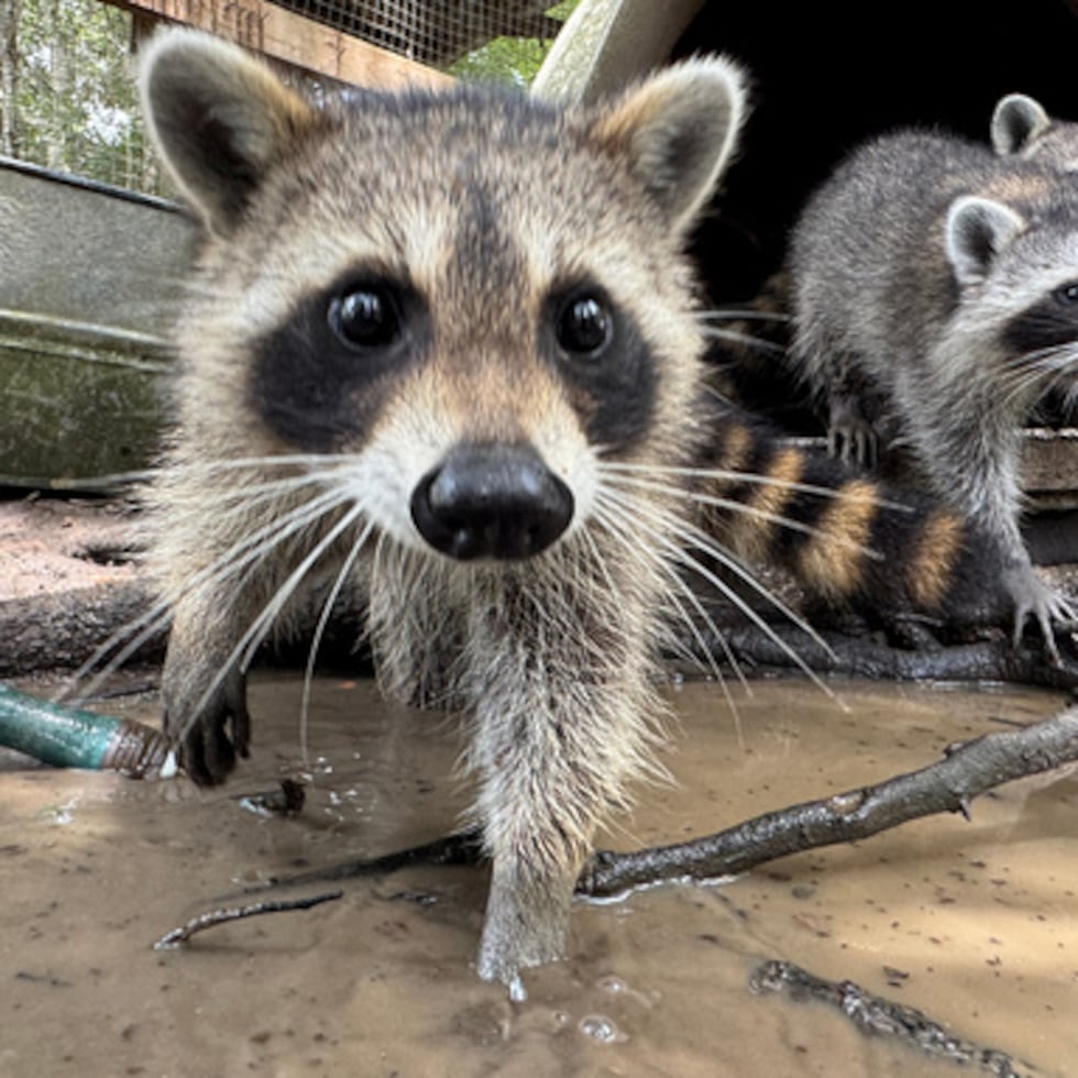 Una cría de mapache hurga entre el agua y el barro en el centro de rescate de fauna silvestre Woodside Wildlife Rescue, en Pass Christian (Misisipi), el 1 de septiembre de 2026. (Foto AP/Sophie Bates)