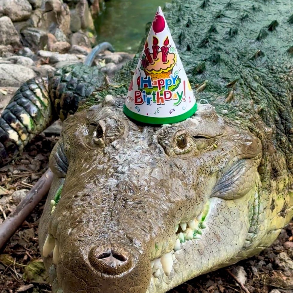 El zoológico de Almaty celebra este miércoles el 40 cumpleaños del cocodrilo cubano Fidel.