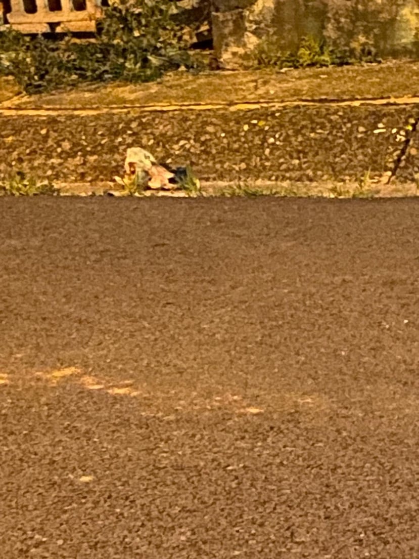 Una fotografía del hallazgo frente a la residencia de Elvia Cabrera.