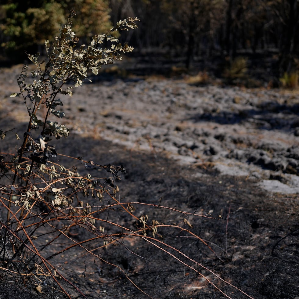 Terreno calcinado en un incendio de categoría XXL afecta la región de la Gironda y se encuentra a una veintena de kilómetros de Burdeos, al suroeste de Francia.