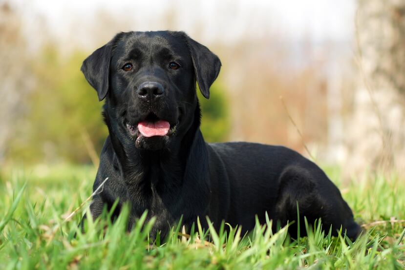 Imagen de archivo de un perro labrador.