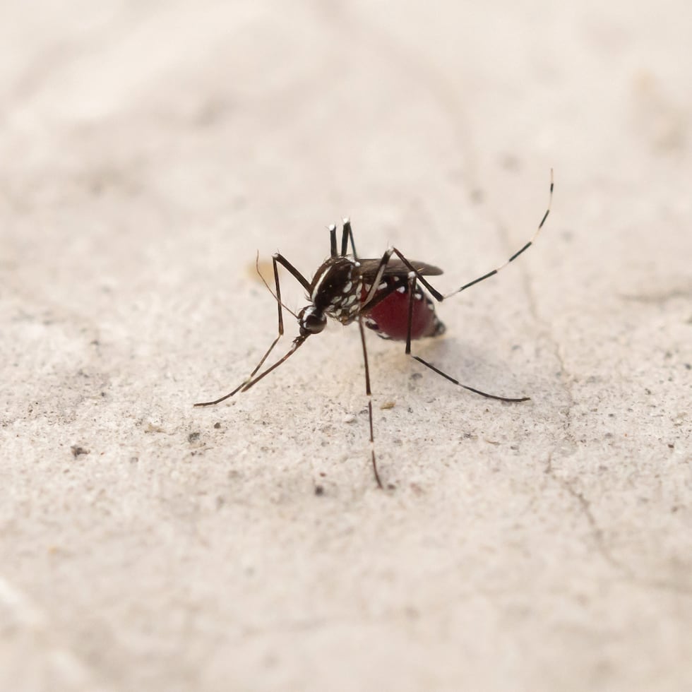 El dengue es una enfermedad infecciosa de origen vírico transmitida por el mosquito ‘Aedes Aegypti’ y el conocido como mosquito tigre, aunque éste con menor frecuencia.