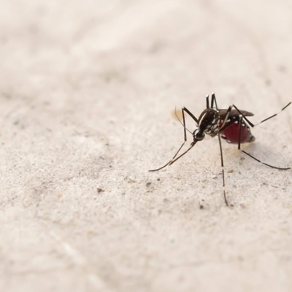 El mosquito que transmite los virus del dengue, zika y chikungunya se distingue por su color oscuro, una marca blanca ondulada en el tórax y marcas blancas en las patas.