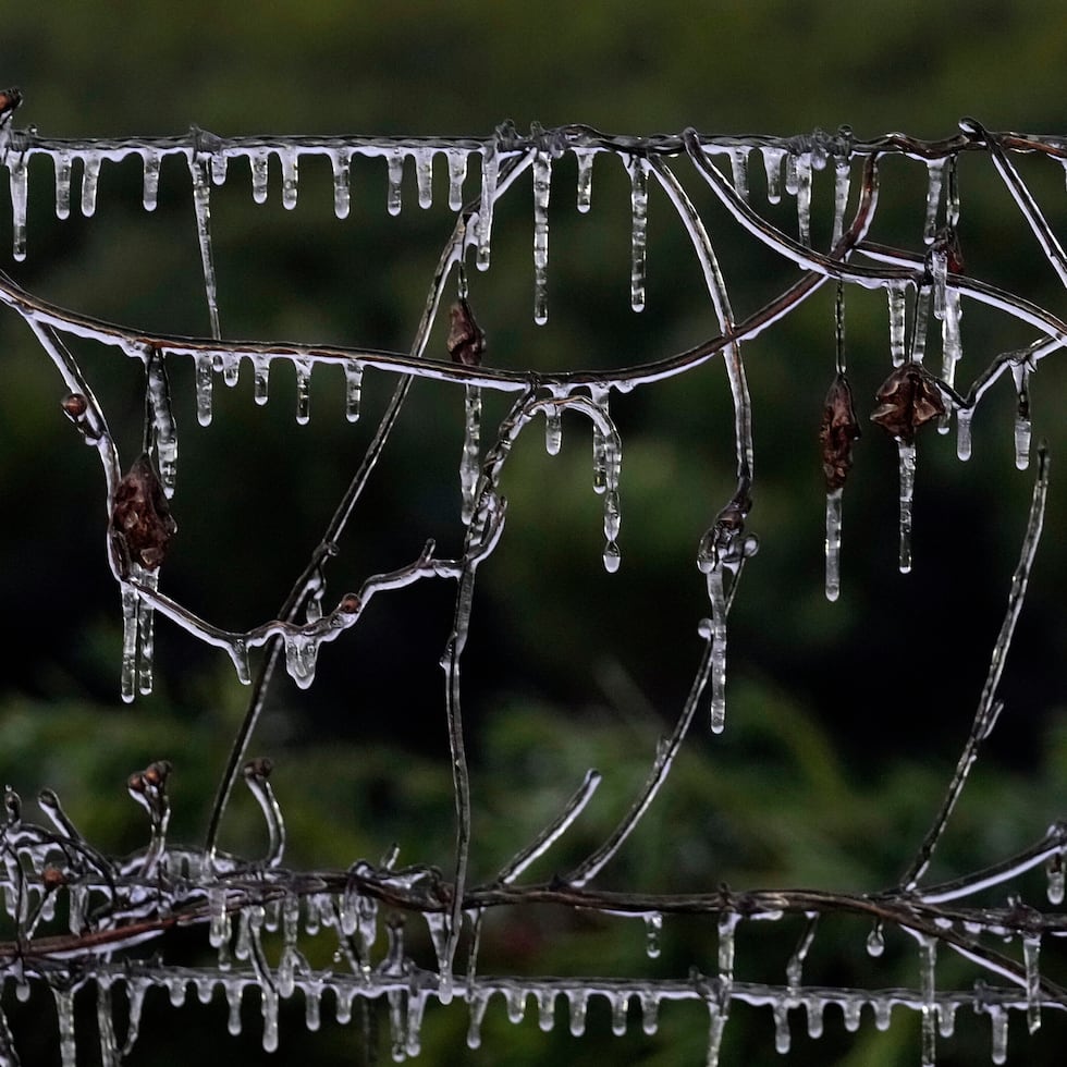 Carámbanos cuelgan de algunas enredaderas a lo largo de una cerca de alambre de púas en un vivero de plantas ornamentales, en medio de temperaturas bajo cero.