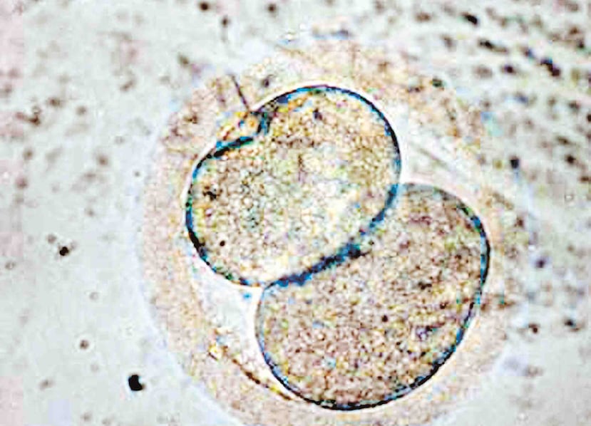 El descubrimiento es "un paso de gigante" en el estudio del desarrollo de vida en entornos de microgravedad, destacaron los científicos chinos, aunque aún se encuentre en las primeras fases de la materia. (Archivo / GFR Media)