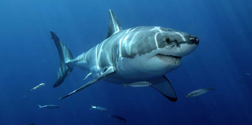 Dos de los hallazgos más interesantes son el aumento de tiburones blancos jóvenes, y que parecen estar expandiendo su zona de nado. (Archivo)