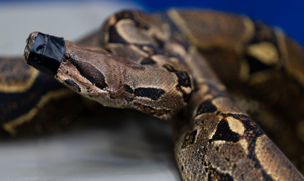 DRNA captura 169 boas constrictoras en menos de dos meses