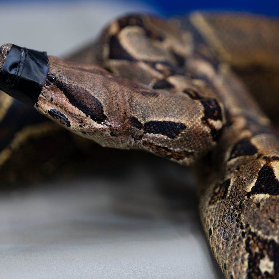 En la foto boa constrictor.