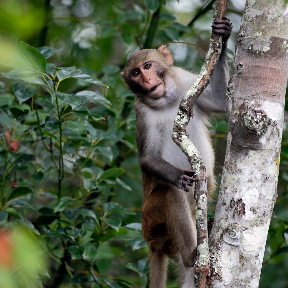 El accidente ocurrió en el condado de Jasper cuando un camión que transportaba los monos rhesus se volcó en la Interestatal 59, ocasionando que escaparan.