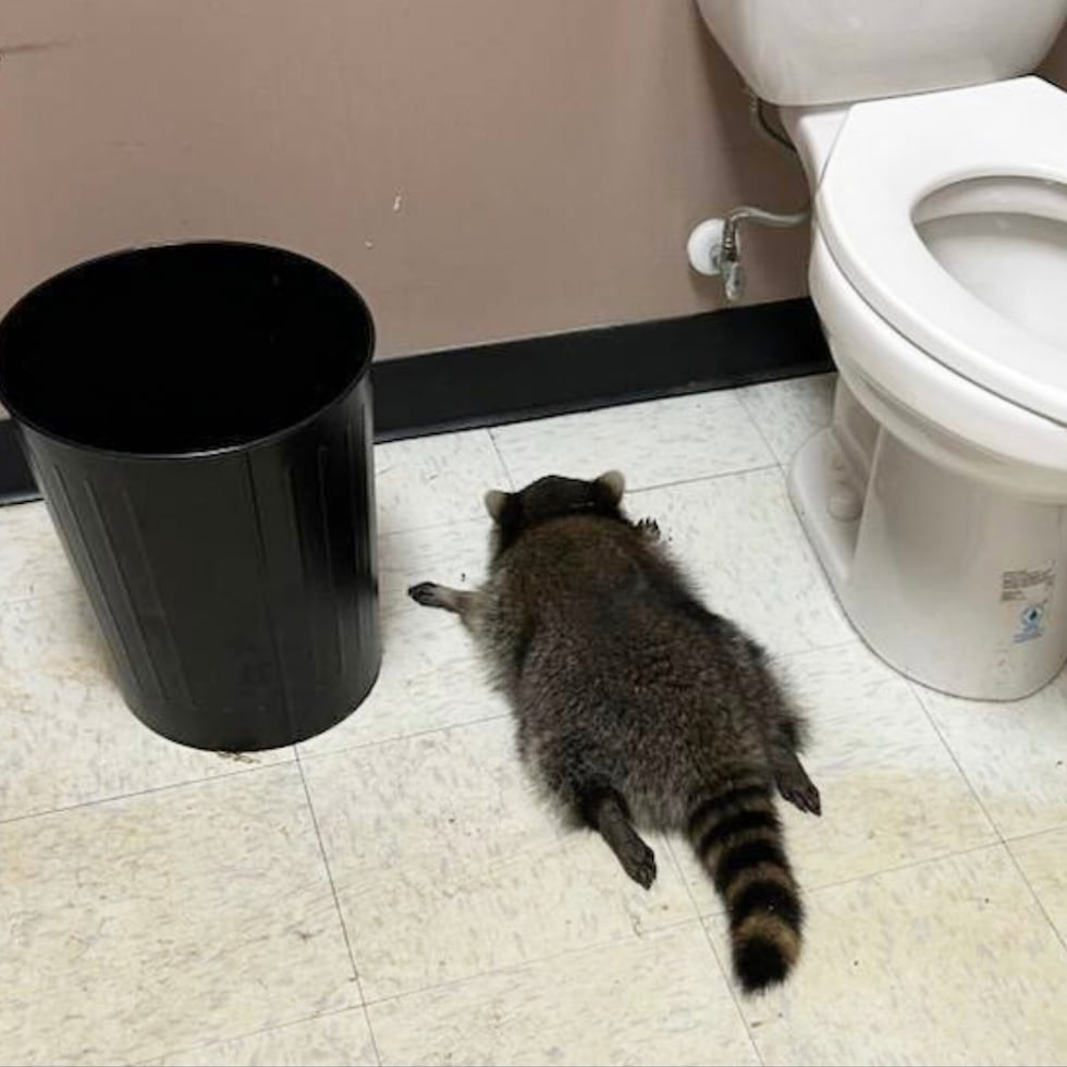 En esta foto proporcionada por Samantha Martin, se ve un mapache borracho que se quedó dormido en el baño de una licorería el sábado 29 de noviembre de 2025 en Ashland, Virginia.