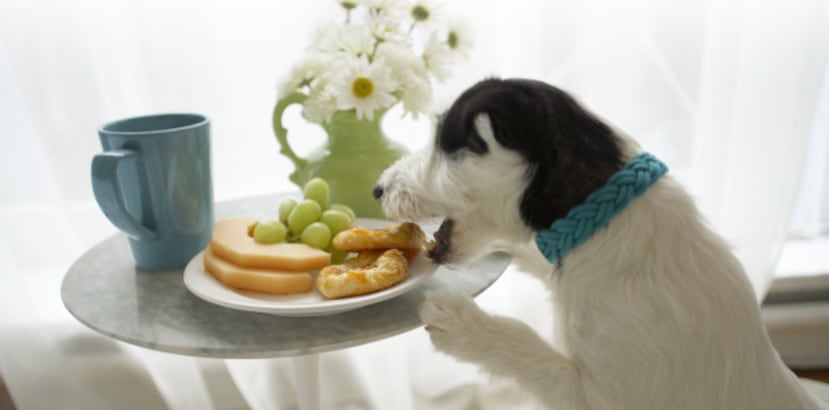 Dar comida de la casa a los perros causa problemas nutricionales, obesidad, mal aliento, acumulación excesiva de sarro en los dientes, problemas con el corazón y alergias,  entre otros. (Archivo)