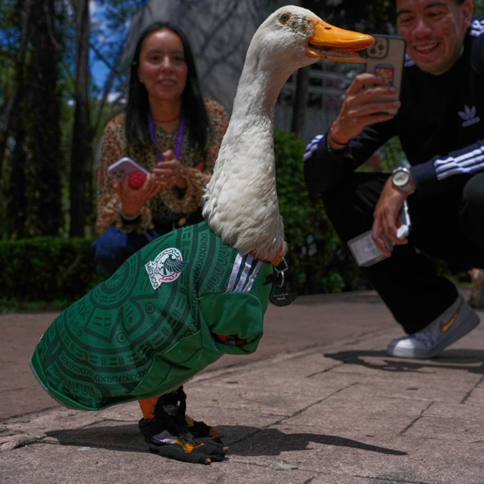 México celebraba su victoria en la inauguración del Mundial ante Sudáfrica el jueves cuando Merlín, un pato de 2 años vestido con los colores de la selección nacional, se convirtió en una inesperada sensación de internet y en la primera mascota no oficial del torneo.