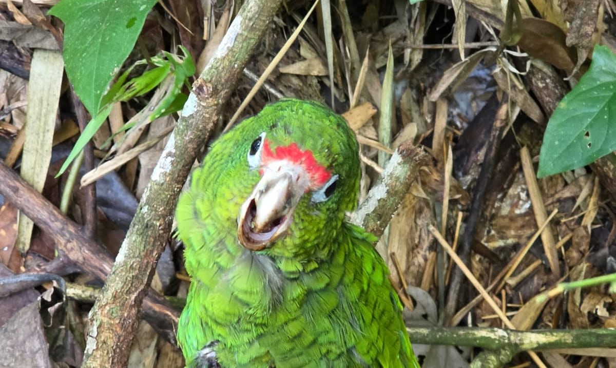 Cotorra puertorriqueña sobrevive ataque de boa constrictor en el bosque de Maricao