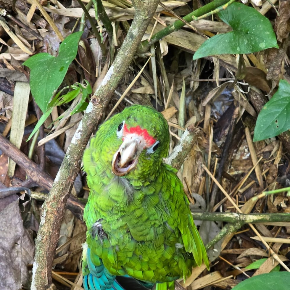 La cotorra rescatada llevaba apenas un mes en el bosque en estado silvestre.