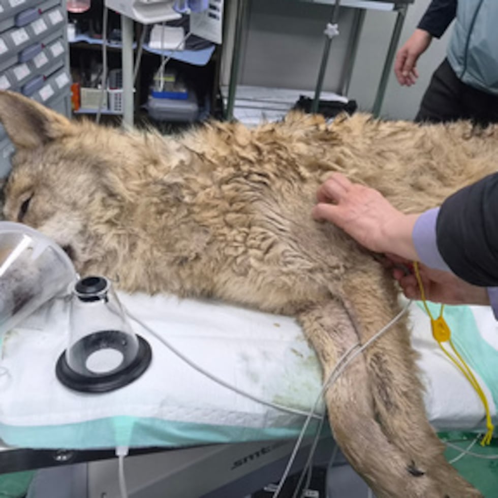 En esta foto facilitada por el Ayuntamiento de Daejeon, un veterinario examina el estado del lobo macho, llamado Neukgu, en el parque temático Daejeon O-World en Daejeon, Corea del Sur.