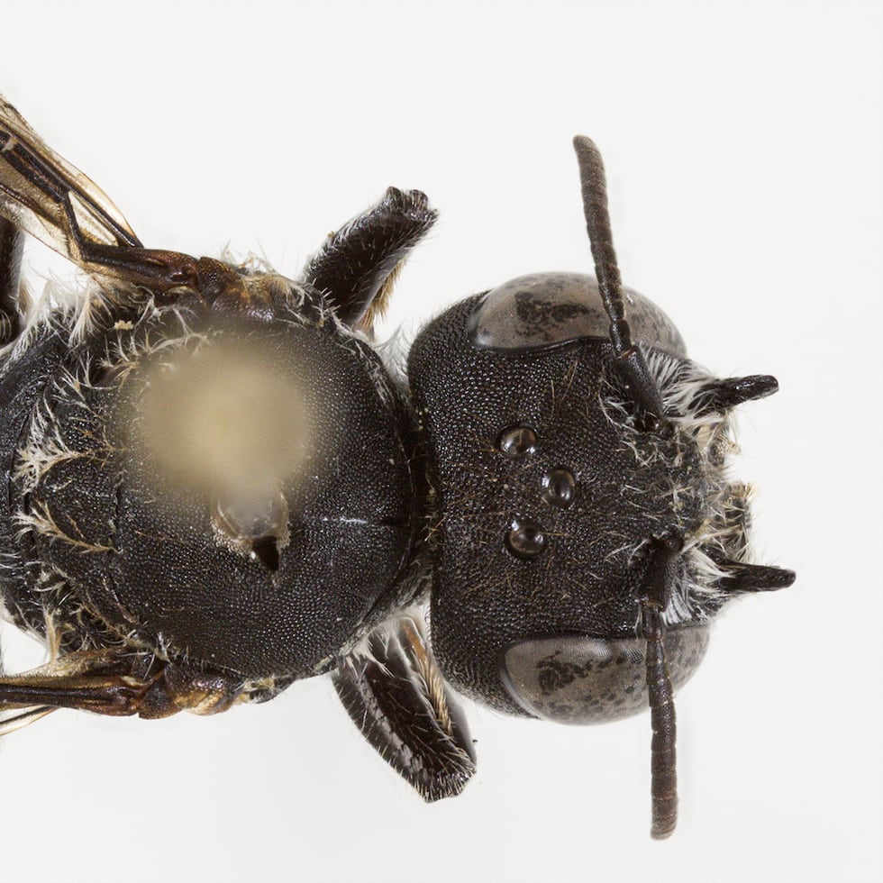 Abeja nativa con diminutos cuernos que le dan un aspecto "demoníaco".