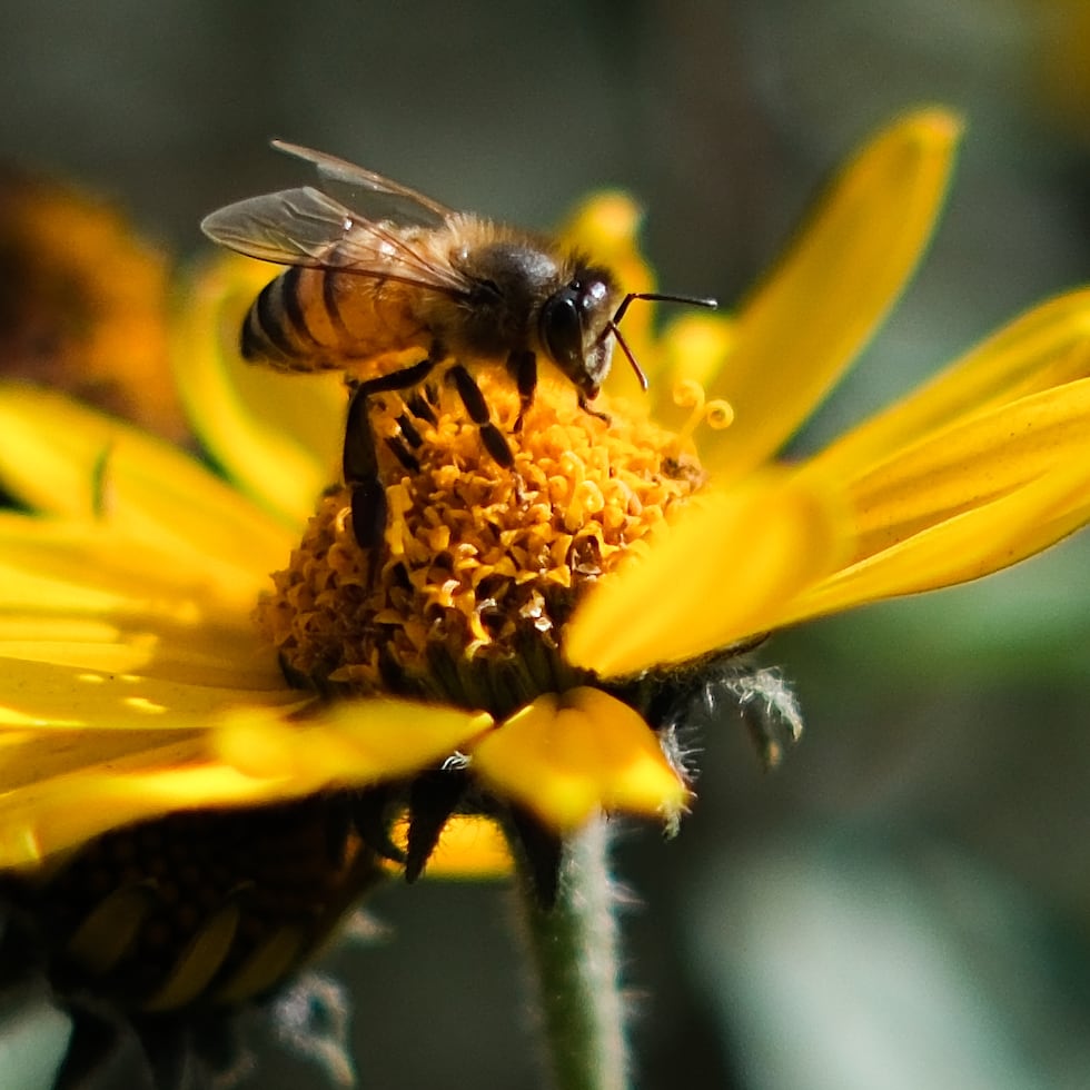 La autoridad señaló que las abejas son clave para más del 80% de la producción agrícola, por lo que su afectación impacta directamente en la seguridad alimentaria.