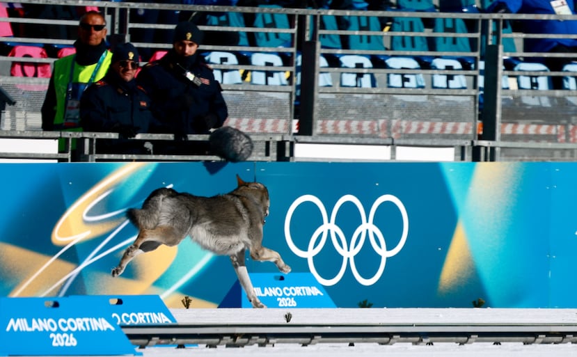 El perro lobo que se ha convertido este miércoles en el protagonista inesperado de la jornada en los Juegos Olímpicos de Invierno de Milán Cortina 2026, al irrumpir en la clasificación del sprint femenino libre por equipos de esquí de fondo. EFE/EPA/HANNIBAL HANSCHKE