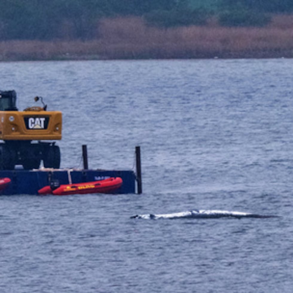 No está claro por qué la ballena nadó hasta el mar Báltico, lejos de su hábitat natural en el océano Atlántico. Según algunos expertos, el animal pudo perderse mientras nadaba tras un banco de arenques o durante la migración.