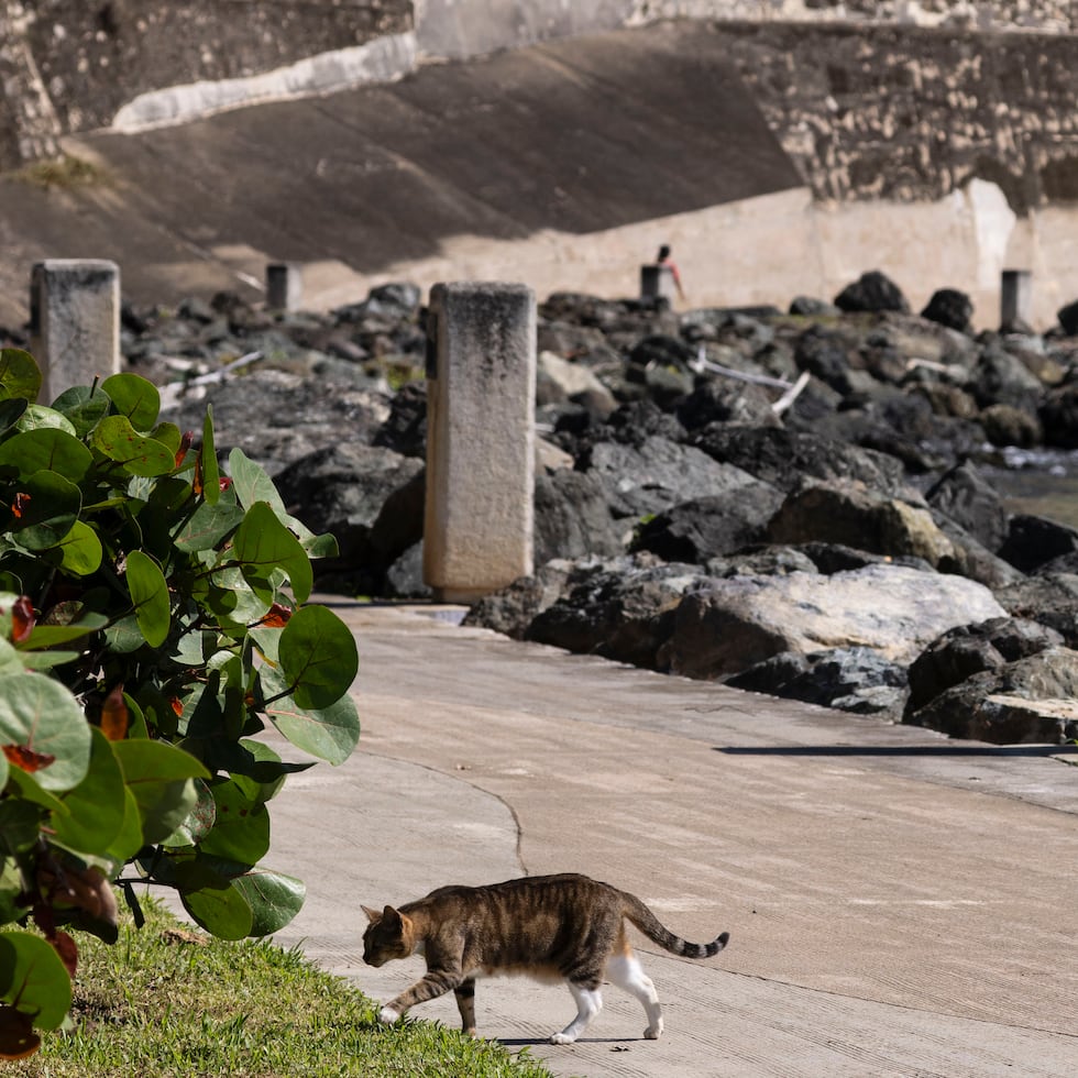 Debido a trabajos de estabilización en la muralla histórica, una porción de El Paseo del Morro estará cerrada desde el 26 de enero de 2026, hasta aproximadamente el 30 de diciembre de 2026.