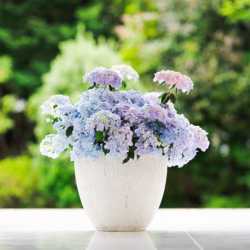 Los Deco Pots permiten elevar espacios con tiestios de estilos modernos.