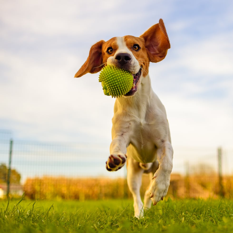 Existen unos hongos microscópicos que causan una afección dérmica muy resistente y contagiosa.