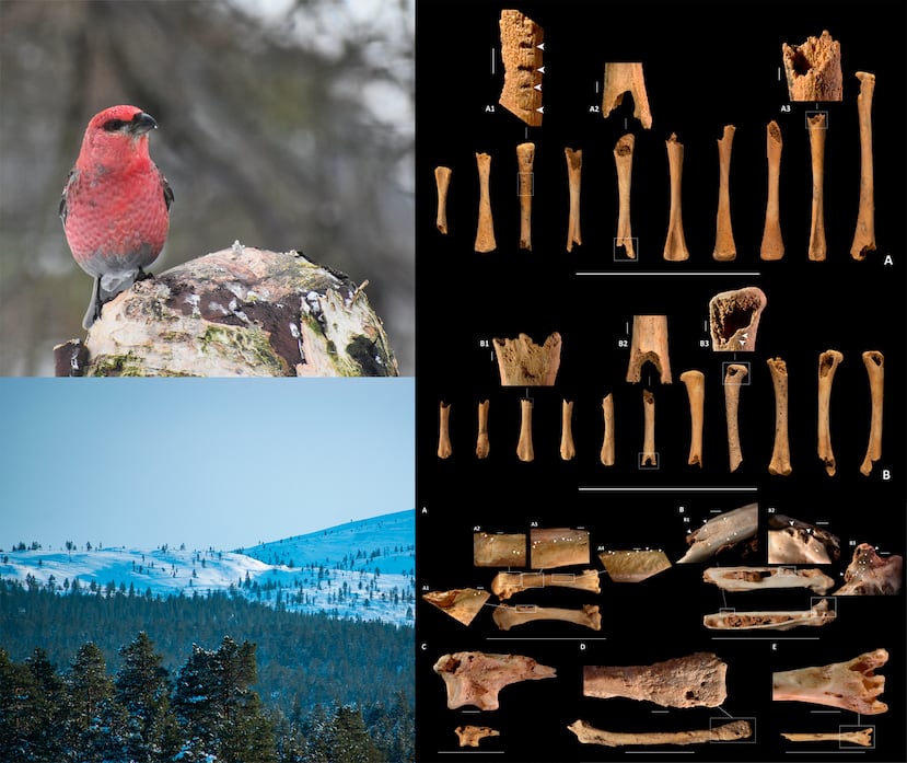Fotografía de un pinzón de los pinos (Pinicola enucleator) y un paisaje boreal actual (Lemmenjoki, Finlandia). Al lado, huesos de palomas inmaduras modificadas por mamíferos carnívoros (derecha, arriba) y huesos de otras aves consumidas por rapaces (derecha, abajo). EFE/Crédito: Mario Marqueta / IPHES-BÚSQUEDA