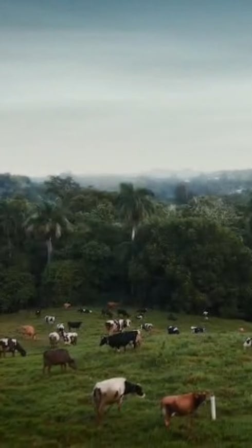Martínez Dairy, que ofrece recorridos guiados para grupos escolares de lunes a viernes, opera en la finca de Vaquería Martínez, negocio familiar que cuenta con 250 vacas y produce 2,000 litros de leche al día.