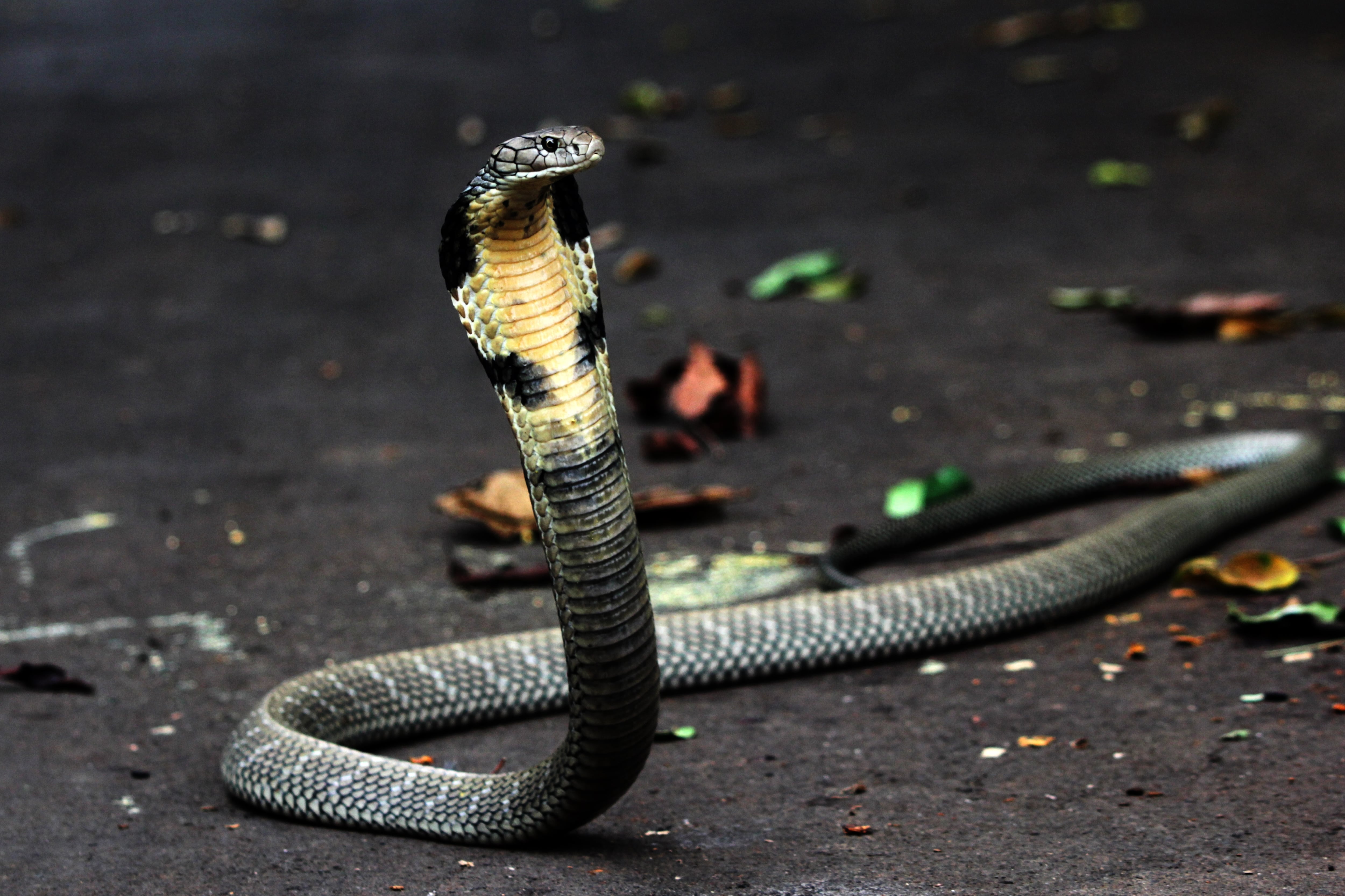Imagen de la cobertura de: Tres niñas mueren tras ataque de una serpiente venenosa en un internado en India