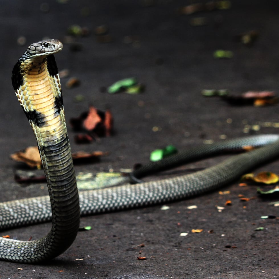 La serpiente entró en una habitación de la residencia estudiantil donde casi 79 estudiantes dormían en el suelo.