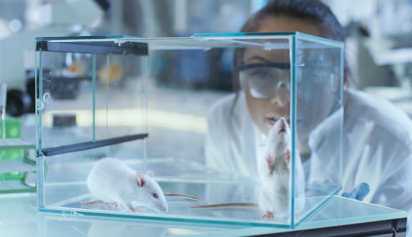 Los ratones con telómeros más largos de lo normal viven más y con mejor salud, sin cáncer ni obesidad (Shutterstock).