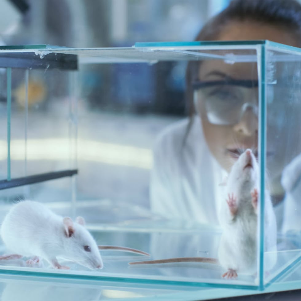 Los resultados del estudio fueron presentados en una conferencia de prensa.