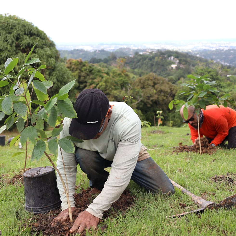 En la Hacienda Ensueño se realizará uno de los desarrollos más ambicioso del proyecto, pues, además de cultivar café y cacao, se construirá un beneficiado de café, un restaurante y se realizarán recorridos agroturísticos.