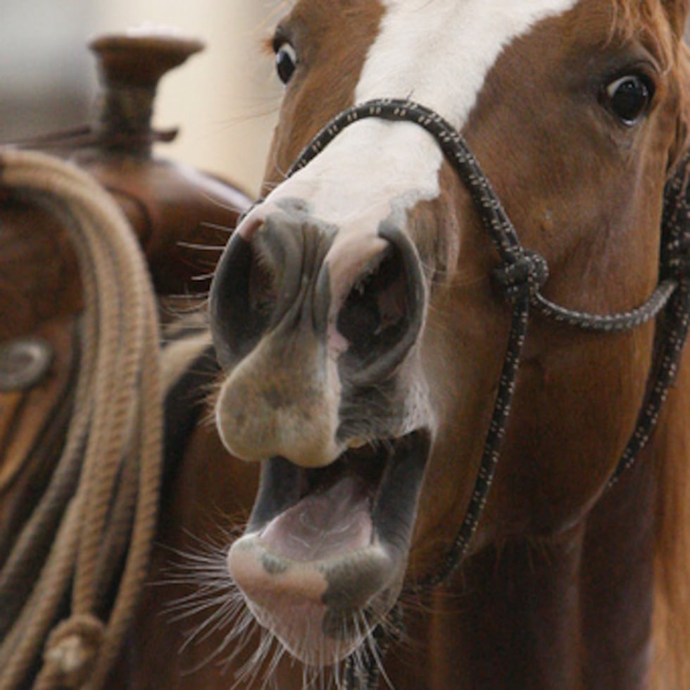 ARCHIVO - Un caballo relincha en un establo de la Feria Estatal de Oklahoma, en Oklahoma City, durante una competición de caballos de corte, el lunes 20 de junio de 2011. (AP Photo/Sue Ogrocki, Archivo)