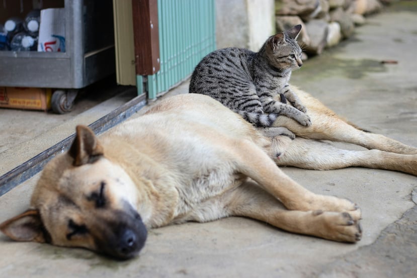 A medida que van envejeciendo, los perros y gatos comienzan a cambiar sus patrones de sueño y de alimentación.