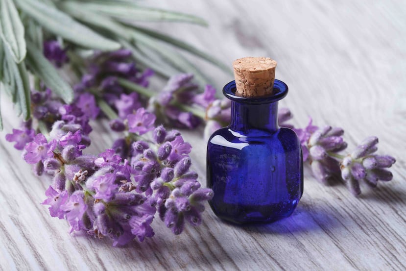 Además de su agradable olor, la lavanda te ayudará a espantar a los molestosos mosquitos.