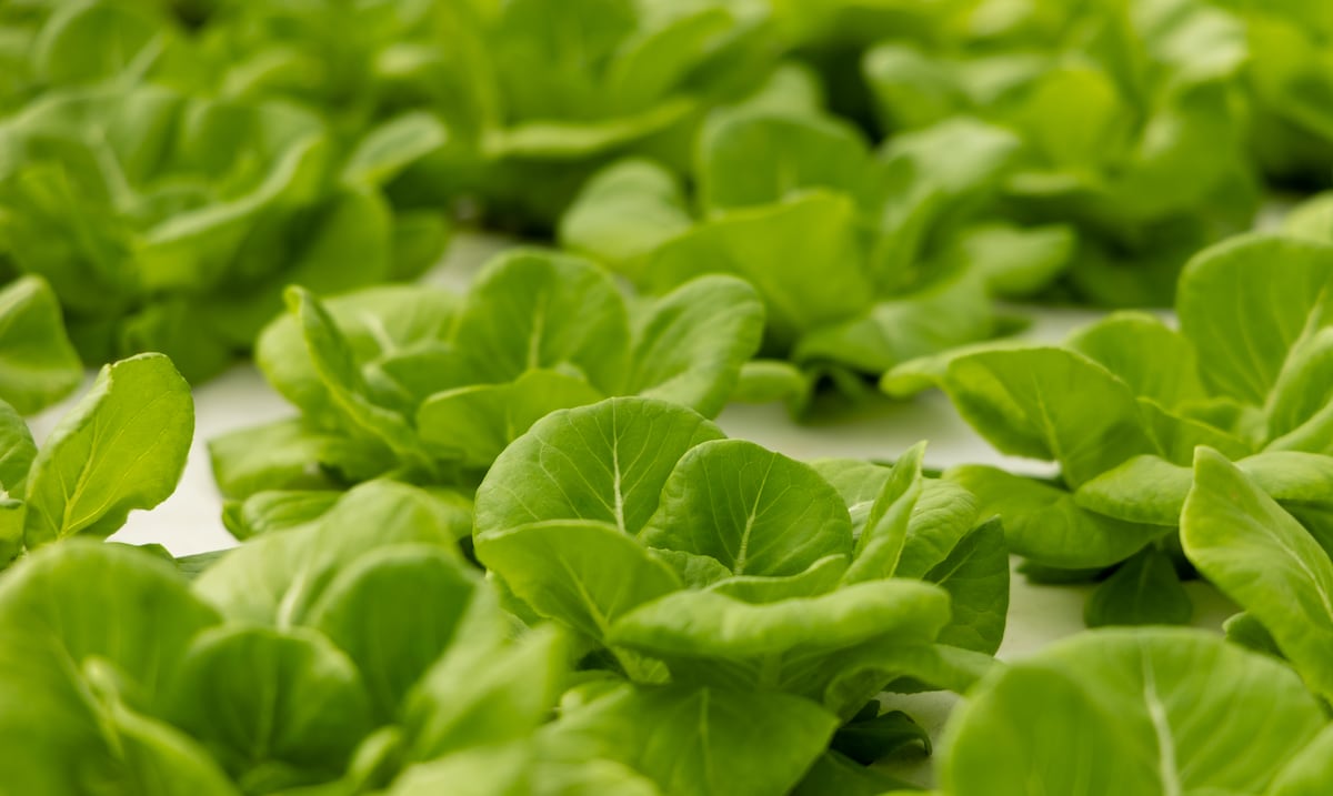 Caribbean Produce Exchange aclara que la lechuga local en Puerto Rico es segura