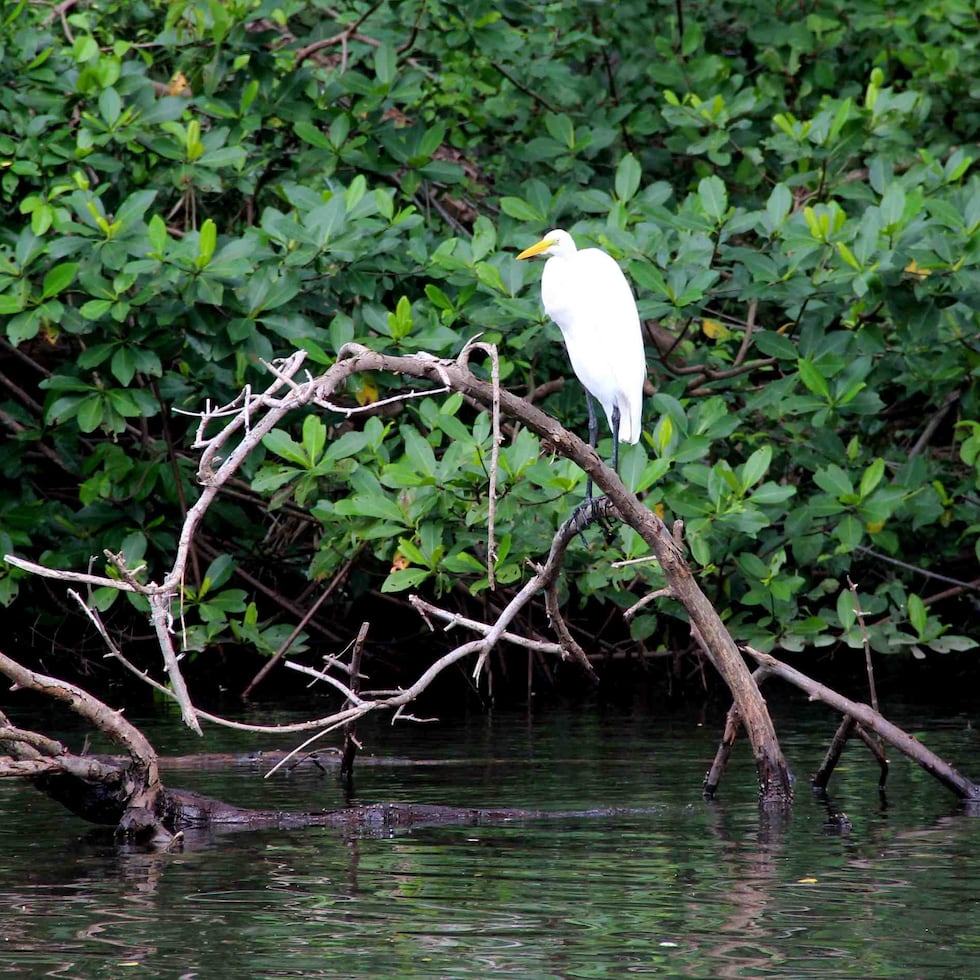 El nuevo Plan del Estuario cuenta con estrategias para la protección de los ecosistemas y esfuerzos para fomentar el desarrollo sostenible.