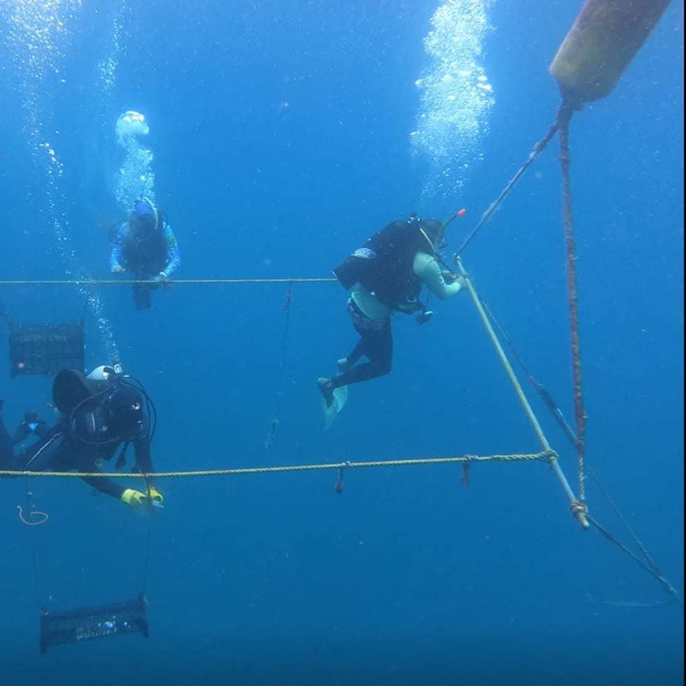 The two cultivation areas on Culebra are submerged, so the team uses scuba tanks to check the baskets containing the oysters.