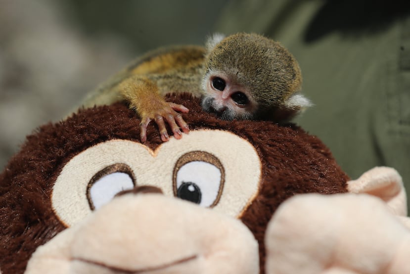 AME882. LIMA (PERÚ), 05/03/2026.- Fotografía que muestra a un bebé mono fraile bautizado como el Punch peruano, este jueves, en Lima (Perú). Punch fue rescatado y ahora, amarrado a un peluche, como su famoso tocayo japonés, busca el calor que le fue arrebatado por el tráfico ilegal de animales. EFE/ Paolo Aguilar