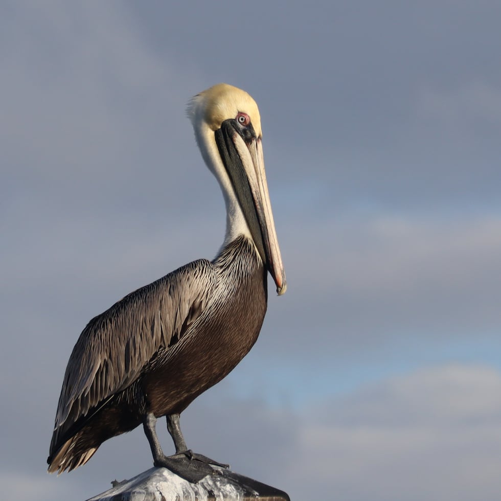 El pelícano pardo fue removido de la lista federal de especies en peligro de extinción, en 2009, pero se mantiene en el listado local.