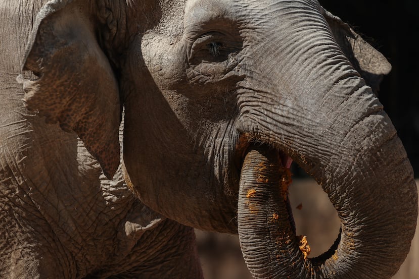 AME5111. CIUDAD DE GUATEMALA (GUATEMALA), 14/02/2026.- La elefante 'Trompita' come durante la celebración de su cumpleaños 65 este sábado, en el Zoológico La Aurora en Ciudad de Guatemala (Guatemala). Durante la jornada de celebración Trompita recibió frutas y alimentos que forman parte de su dieta, acompañada de espectadores que visitaron el Zoológico. EFE/ Mariano Macz